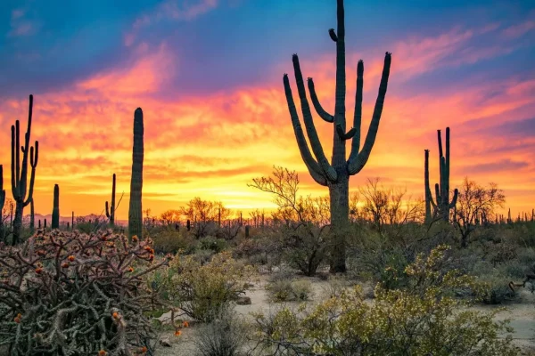 This U.S. National Park Looks Strikingly Similar to Mexico’s Sonoran Desert