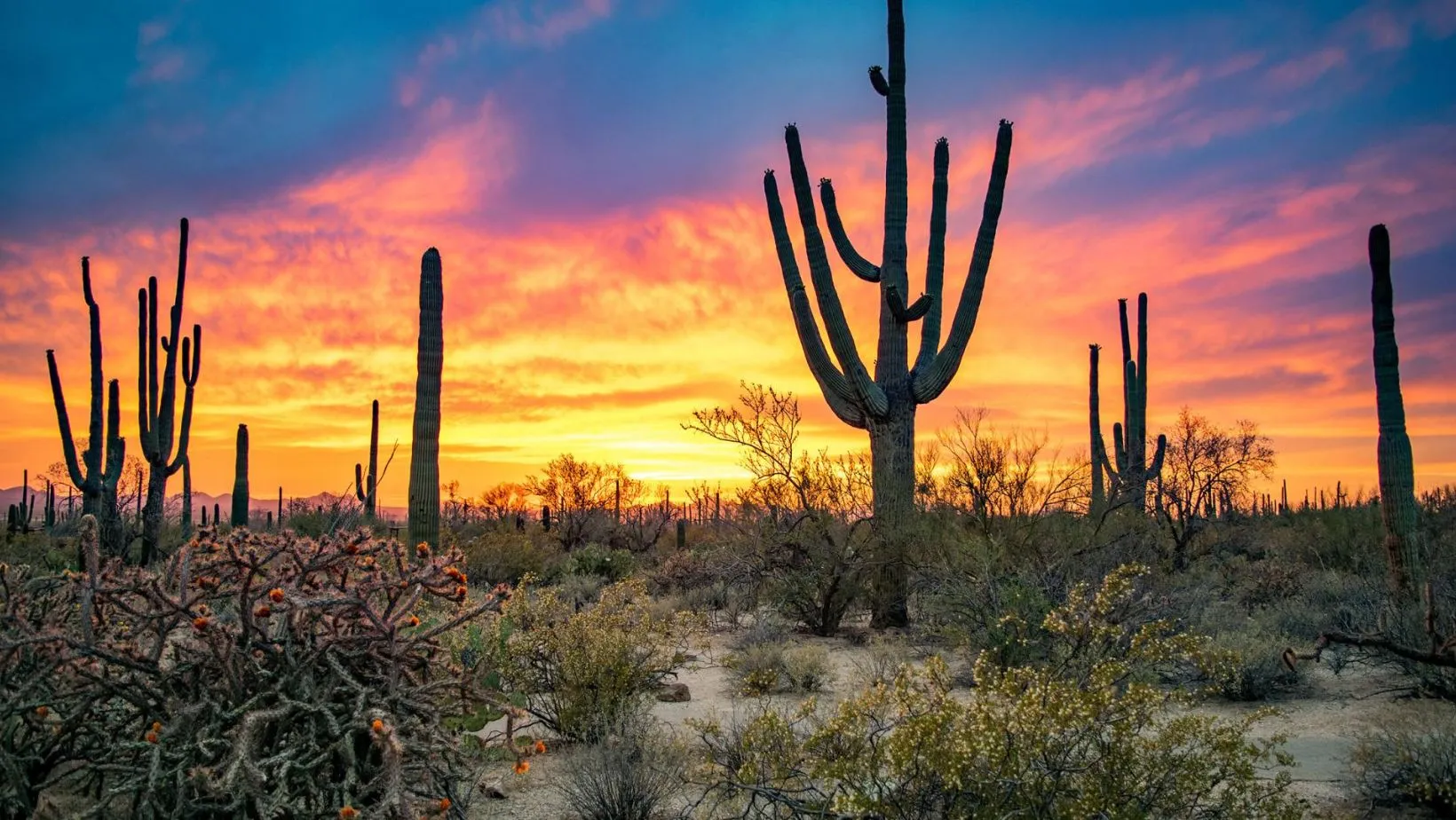 This U.S. National Park Looks Strikingly Similar to Mexico’s Sonoran Desert